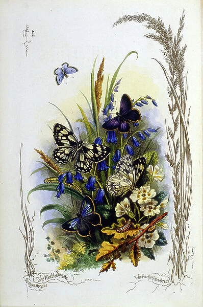 Illustration of various butterflies on blue and yellow flowers 1910 (engraving)