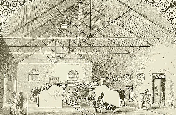 An improved cow shed in London