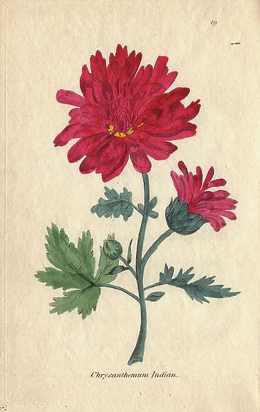 Indian chrysanthemum, Chrysanthemum indicum