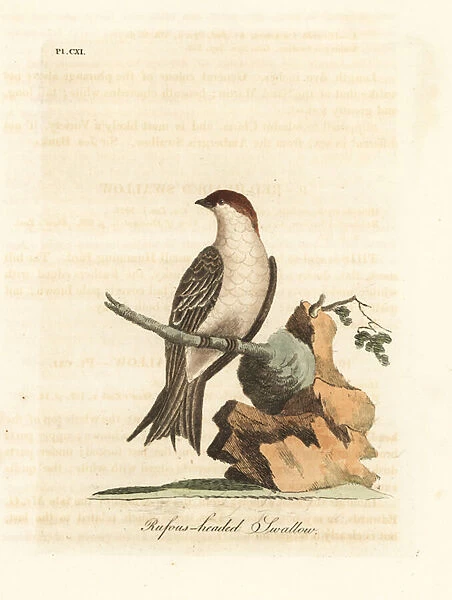 Indian cliff swallow, Petrochelidon fluvicola. (Rufos-headed swallow, Hirundo indica
