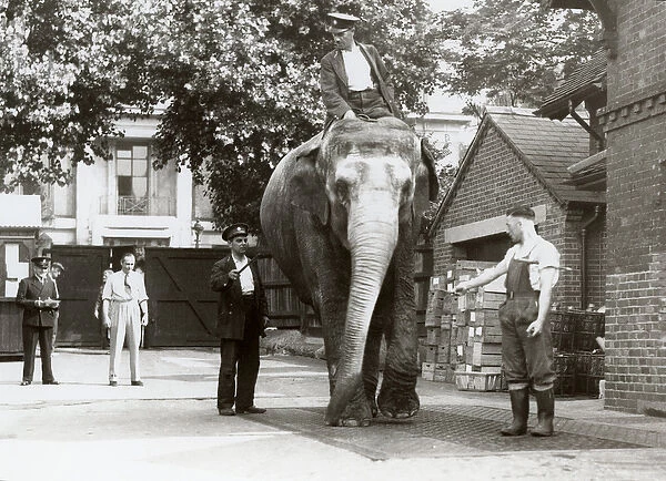 An Indian Elephant being weighed by keepers at London Zoo, August 1935 (b  /  w photo)