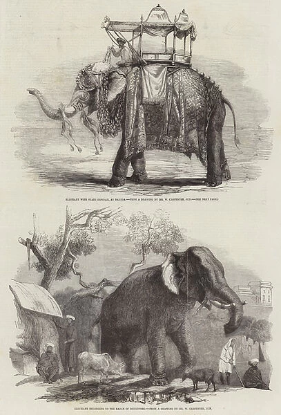 Indian Elephants (engraving)
