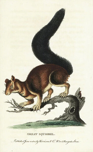 Indian or Malabar giant squirrel, Ratufa indica. (Great squirrel, Sciurus maximus) Handcoloured copperplate engraving from 'The Naturalist's Pocket Magazine, ' Harrison, London, 1802