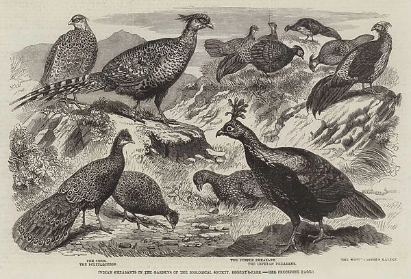 Indian Pheasants in the Gardens of the Zoological Society, Regent s-Park (engraving)