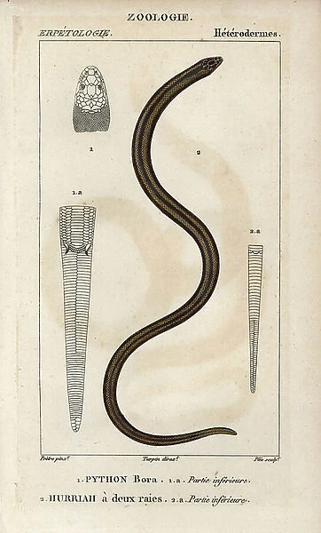 Indian python, python bora, Python molurus, and New Guinea bockadam, double-ray hurriah, Cerberus rynchops. Handcoloured copperplate stipple engraving from Jussieu's ' Dictionary of Natural Sciences' 1816-1830