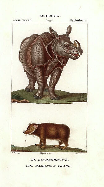 Indian Rhinoceros and Cape Daman - Lithography, illustration by Jean Gabriel Pretre (1780-1885) edited by Pierre Jean Francois Turpin (1775-1840), extracted from the 'Dictionary of Natural Sciences' by Antoine de Jussieu (1686-1758) - Indian rhino
