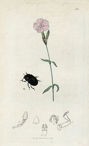 Insect: hylesine of the olive tree with a carnation flower. Lithograph by John Curtis (1791-1862) published in 'British Entomology', a collection of 770 illustrations and descriptions of British insects, London, England, 1824 to 1839