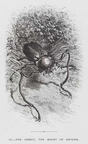 The Insect: The Insect, the Agent of Nature (engraving)