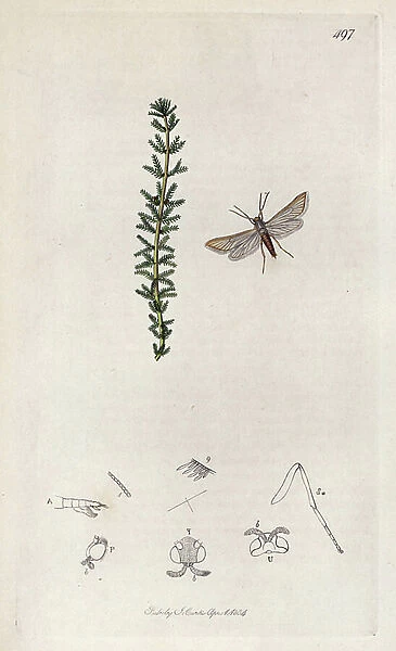 Insect: lepidoptere, genus ephemeroptere with an aquatic yarrow plant u whorled myriophyll. Lithograph by John Curtis (1791-1862) published in 'British Entomology', a collection of 770 illustrations and descriptions of British insects, London