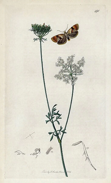 Insect: lepidoptere variete of butterfly cochylis with a wild carrot plant. Lithograph by John Curtis (1791-1862) published in 'British Entomology', a collection of 770 illustrations and descriptions of British insects, London, England
