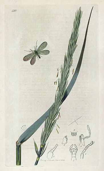 Insect: variete of nevroptere (ant) with short, green wings with sea rye or sand elymme. Lithograph by John Curtis (1791-1862) published in 'British Entomology', a collection of 770 illustrations and descriptions of British insects, London, England