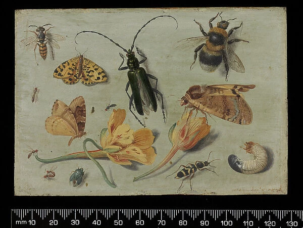 Insects (oil on copper)