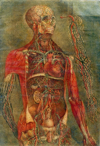 Internal organs of the body, plate from Anatomy of the Visceras dissected