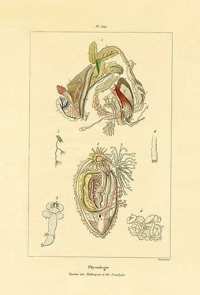 Intestines, 1833-39 (coloured engraving)