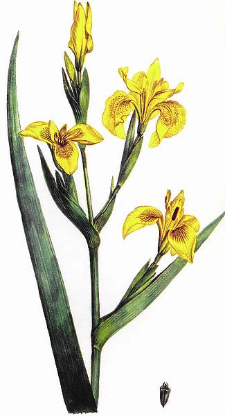 Iris flower (iris pseudacorus), engraving, 19th century