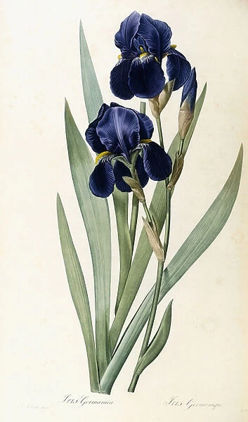 Iris Germanica (German Iris), 1805-1816 (stipple-engraving printed in colours