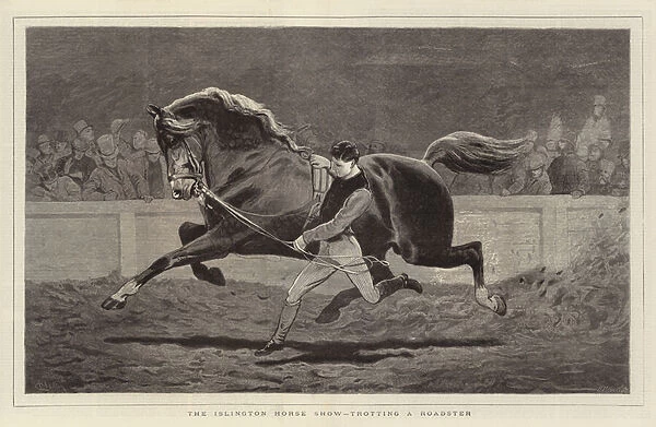 The Islington Horse Show, trotting a Roadster (engraving)