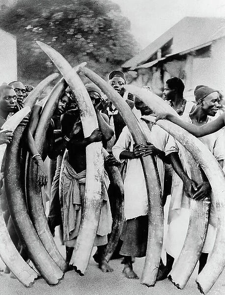 Ivory trafficking: men with African elephant defenses in Dar es Salaam, Tanzania c 1900 (Ivory trade, Tanzania, 1900 ca) Private collection