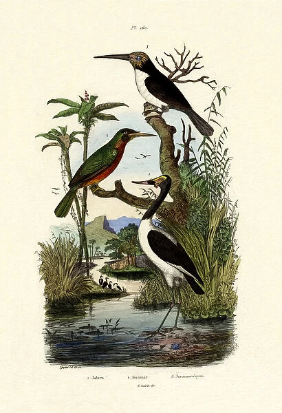 Jabiru, 1833-39 (coloured engraving)