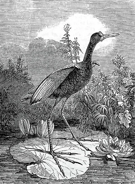 A Jacana using lily pads in order to float on water, 1850