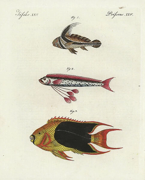 Jack-knifefish, Equetus lanceolatus 1, oarfish, Regalecus glesne 2, and rock beauty angelfish, Holacanthus tricolor 3. Handcoloured copperplate engraving from Bertuch's ' Bilderbuch fur Kinder' (Picture Book for Children), Weimar, 1798