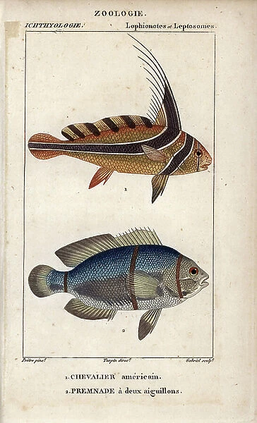 Jack-knifefish, Equetus lanceolatus, Eques americanus, American knight, and spinecheek anemonefish, Two-spiked premnade, Premnas biaculeatus. Handcoloured copperplate stipple engraving from Jussieu's ' Dictionary of Natural Sciences' 1816-1830