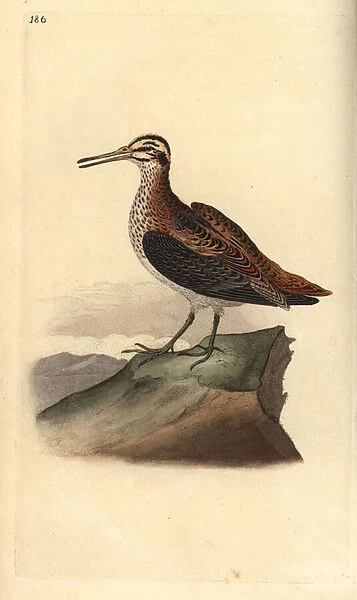 Jack snipe, Lymnocrypts minimus. Handcoloured copperplate drawn and engraved by Edward Donovan from his own 'Natural History of British Birds, 'London, 1794-1819