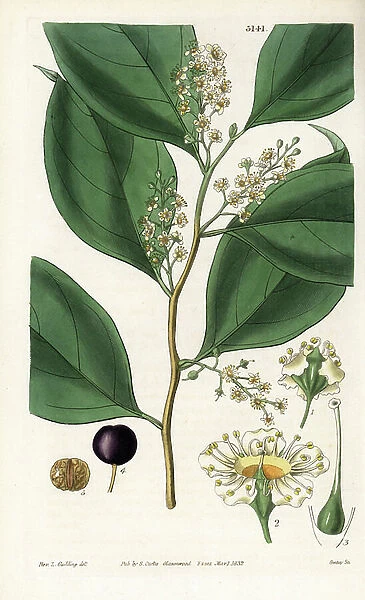 Jamaican acid cherry (or prunus) variete - Cherry core, Cerasus sphaerocarpa, native to Jamaica. Handcoloured copperplate engraving by Swan after an illustration by Rev. L. Goulding from Samuel Curtis ' Botanical Magazine, ' London, 1832
