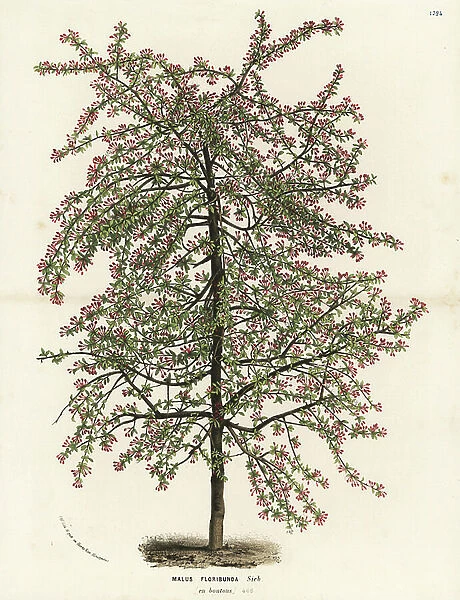 Japanese flowering crabapple, Malus floribunda. Handcoloured lithograph from Louis van Houtte and Charles Lemaire's Flowers of the Gardens and Hothouses of Europe, Flore des Serres et des Jardins de l'Europe, Ghent, Belgium, 1862-65