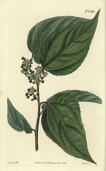 Japanese grape tree or sweet hovenia, Hovenia dulcis. Handcoloured copperplate engraving by Weddell after a botanical illustration by John Curtis from William Curtis' Botanical Magazine, Samuel Curtis, London, 1822