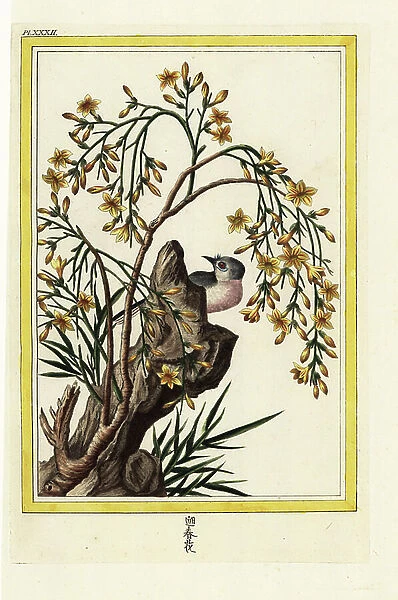 The Jasmine. Yellow jasmine, Jasminum odoratissimum. Handcoloured etching from Pierre Joseph Buchoz Precious and illuminated collection of the most beautiful and curious flowers, grown both in the gardens of China and in those of Europe, Paris