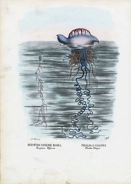 Jellyfish, 1863-79 (colour litho)
