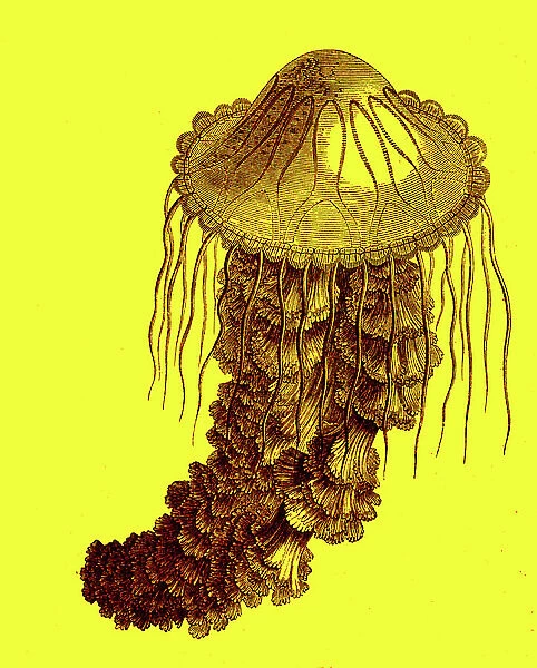 Jellyfish ' Medusea Acalephe ', 1880 (engraving)