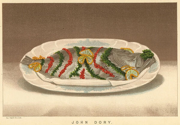 John Dory (colour litho)