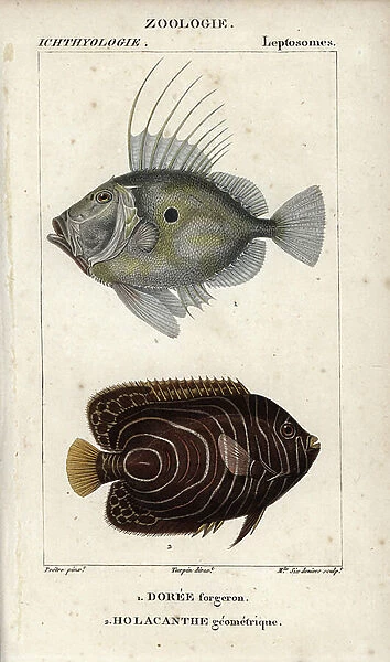 John dory, Doree blacksmith, Zeus faber, and emperor angelfish, Geometric Holacanthe, Pomacanthus imperator. Handcoloured copperplate stipple engraving from Jussieu's ' Dictionary of Natural Sciences' 1816-1830