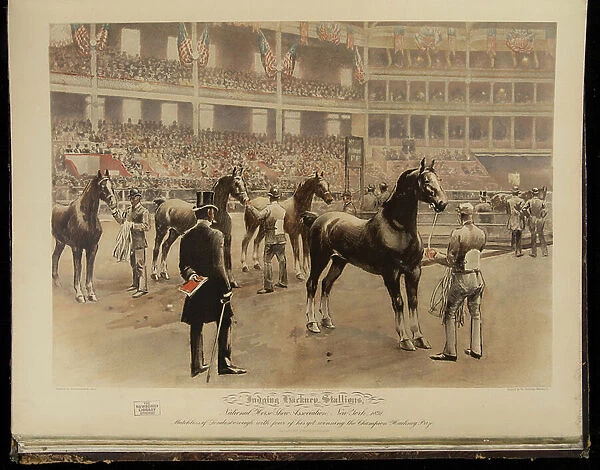 Judging Hackney Stallions, 1893