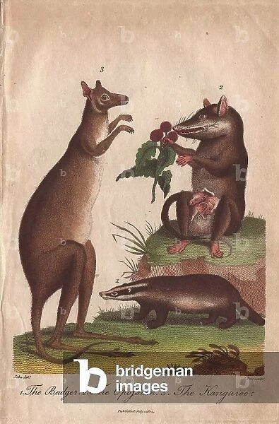 Kangaroo, badger and opossum Macropus giganteus, Meles meles, Didelphis virginiana