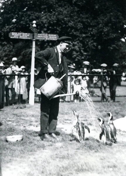 Keeper, Ernie Sceales, gives three penguins a shower from a watering can, London Zoo