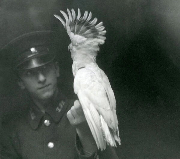 A keeper holds a young Cockatoo at London Zoo, September 1921 (b  /  w photo)