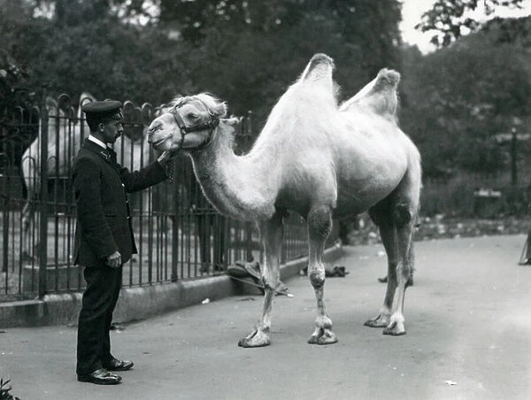 Keeper W. Styles with a Bactrian Camel at London Zoo, July 1914 (b  /  w photo)