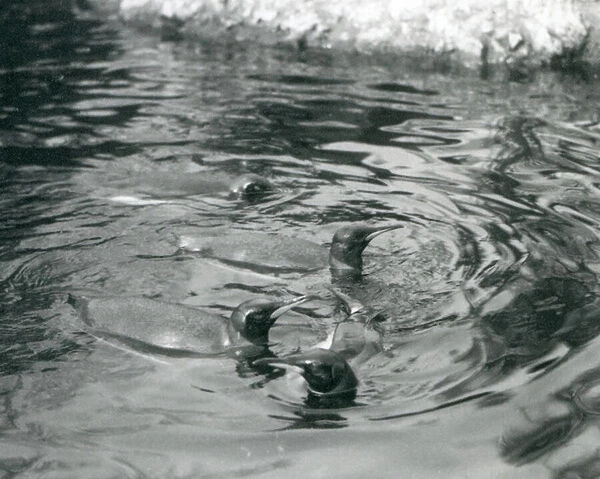 Four King Penguins swimming in their pool at London Zoo, June 1927 (b  /  w photo)
