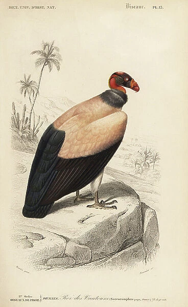 King vulture, Sarcoramphus daddy. Handcoloured engraving by Fournier after an illustration by Edouard Travies from Charles d'Orbigny's Dictionnaire Universale d'Histoire Naturelle (Dictionary of Natural History), Paris, 1849