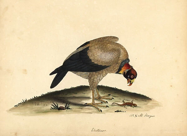 King vulture, Sarcoramphus papa (Vultur papa). Handcoloured copperplate engraving of an illustration by William Hayes and his daughter M (Matilda) from Portraits of Rare and Curious Birds from the Menagery of Osterly Park