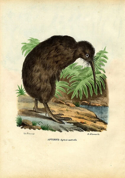 Kiwi, 1863-79 (colour litho)