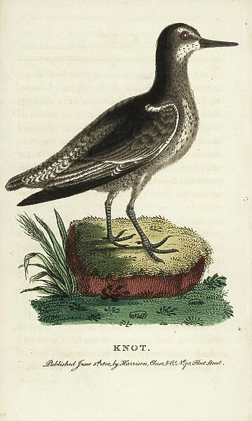 Knot, Calidris canutus. Illustration copied from George Edwards. Handcoloured copperplate engraving from ' The Naturalist's Pocket Magazine, ' Harrison, London, 1800