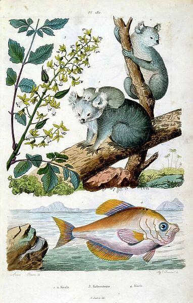 Koala Bear and Fish. Botanical and zoological illustration by F. E. Guerin. From Dictionnaire pittoresque d'histoire naturelle et des phenomenes de la nature-1833 / 1834