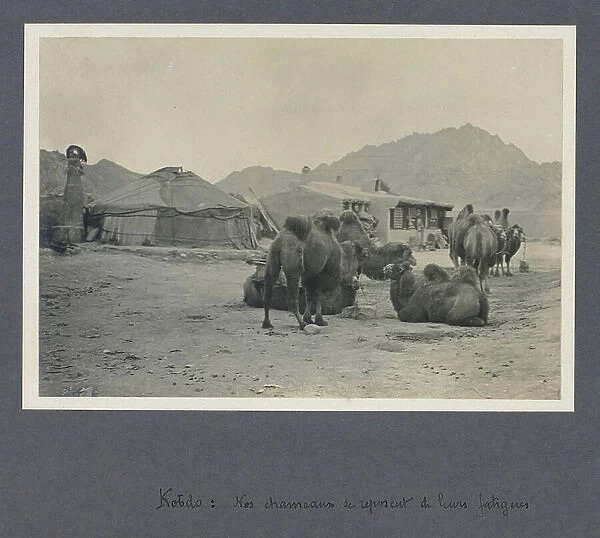 Kobdo: the camels of the mission resting from their fatigue, September 28 - Mission in North West Mongolia - Album of the mission of Bouillane de Lacoste commander in 1909 in Mongolia, photo by Henry de Bouillane de Lacoste (1867-1937)