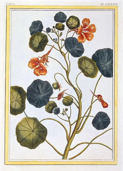 La Capucine (Nasturtium), c. 1776 (hand-coloured engraving)