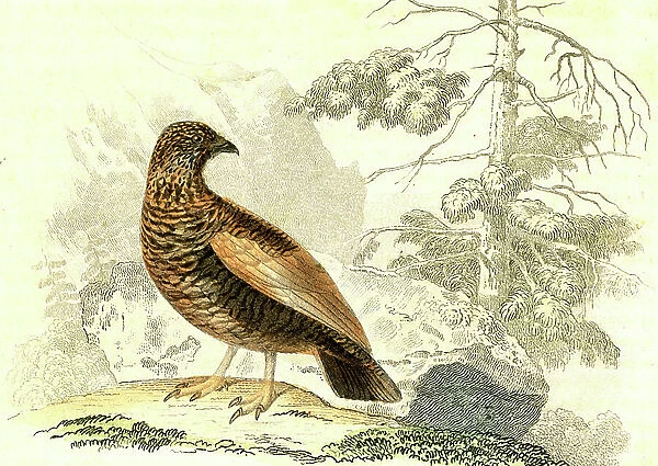 The lacopede - Lagopus (Phasianidae). Natural History of Buffon, engraving 1856