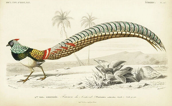 Lady Amherst's pheasant, Chrysolophus amherstiae. Handcoloured engraving by Fournier after an illustration by Edouard Travies from Charles d'Orbigny's Dictionnaire Universale d'Histoire Naturelle (Dictionary of Natural History), Paris, 1849